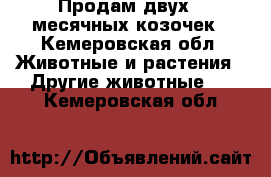 Продам двух 8-месячных козочек - Кемеровская обл. Животные и растения » Другие животные   . Кемеровская обл.